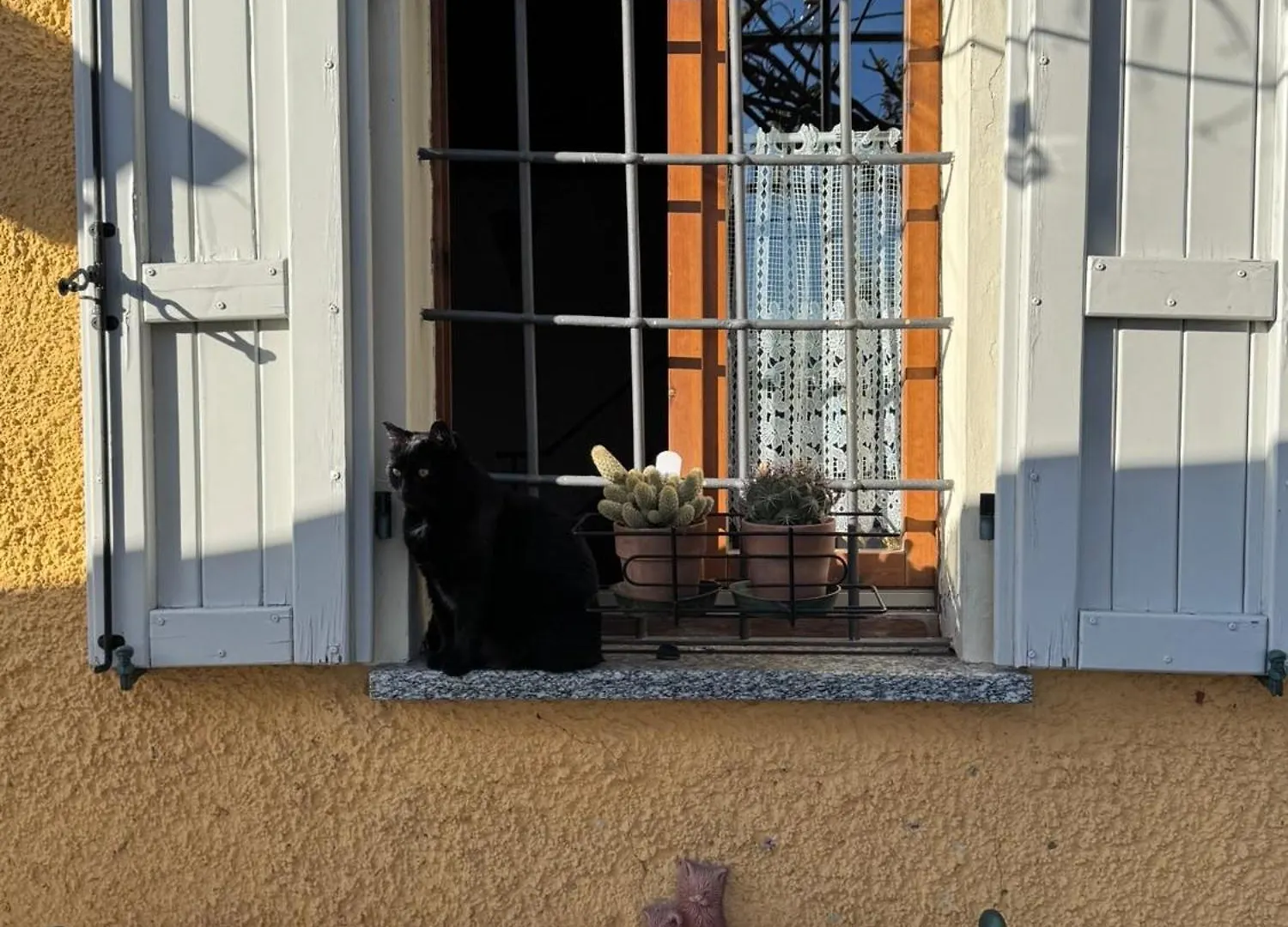 Bed & Breakfast Bed and Breakfast La casa tra i vigneti Montecalvo Versiggia Italia